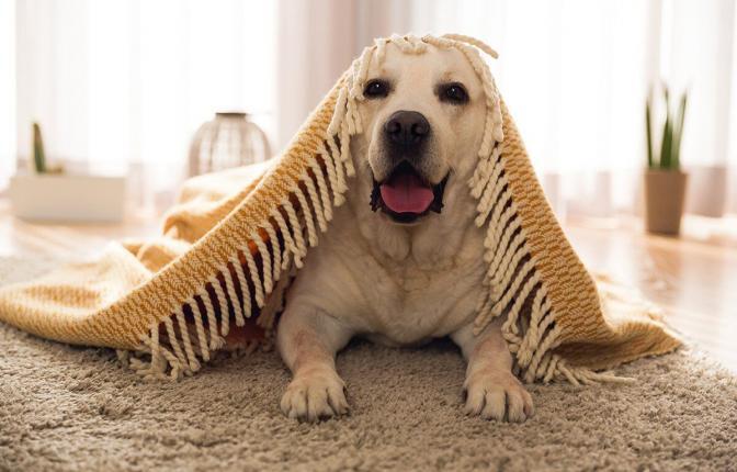 Beautiful labrador retriever covered with a blanket