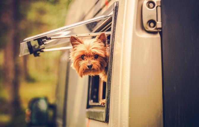 Motorhome Traveling with Pet. Middle Age Australian Silky Terrier in Motorcoach Window Looking Around.