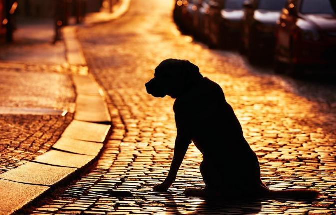 Silhouette of the dog on the street at sunset.