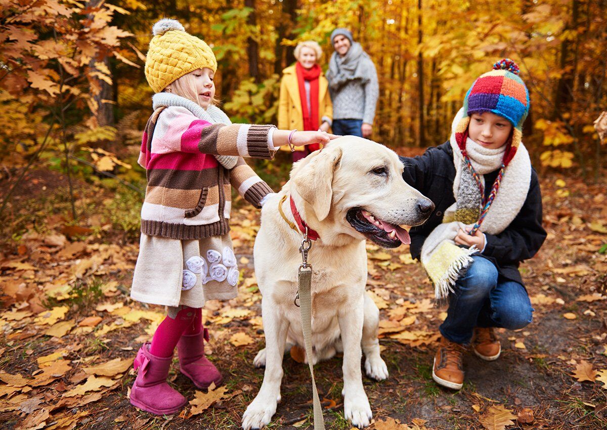 how-to-choose-best-pet-for-a-child-vetme-ie