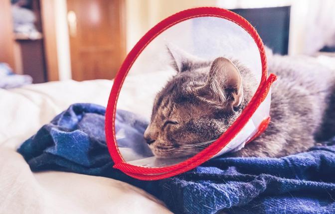 Gray cat wearing a protective collar at home after a surgery