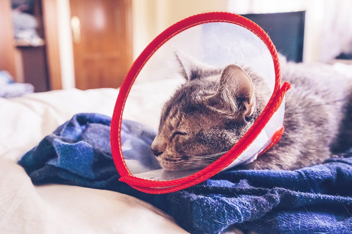 most-common-cat-health-problems-and-diseases-vetme-ie